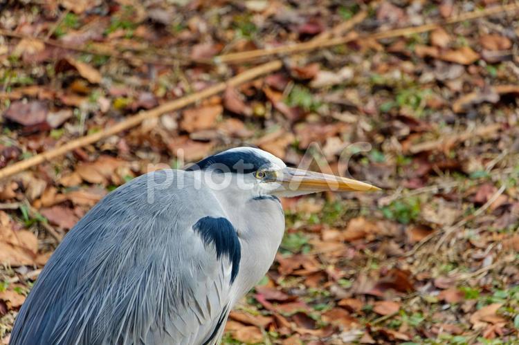 落ち葉の中にたたずむアオサギの姿 アオサギ,鳥,野鳥の写真素材