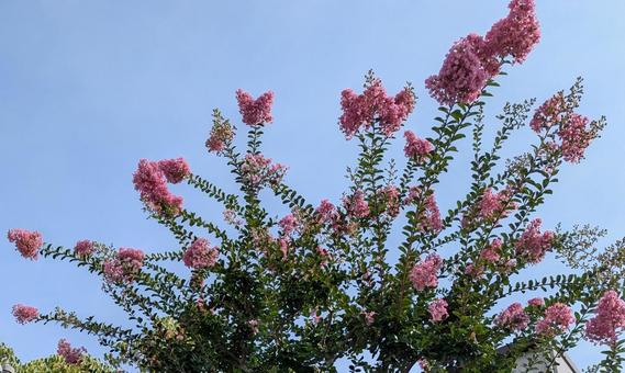 サルスベリの花 サルスベリの花 サルスベリ,ピンク,花の写真素材