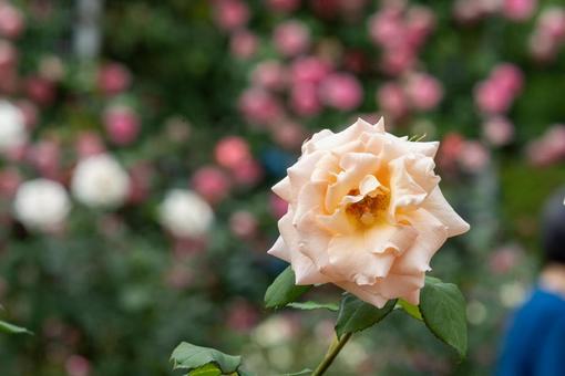 薔薇 薔薇の写真