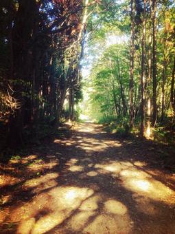 山の道 山の道の写真