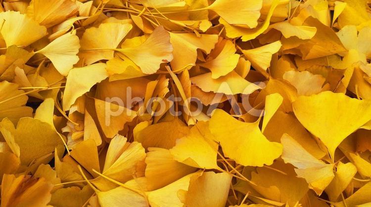 積み重なる黄色いイチョウの落ち葉A イチョウ,落ち葉,黄色の写真素材