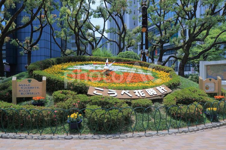神戸の花時計 花時計,神戸,花壇の写真素材