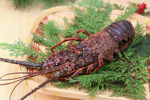 伊勢海老 伊勢海老 伊勢海老,海老,和食の写真素材