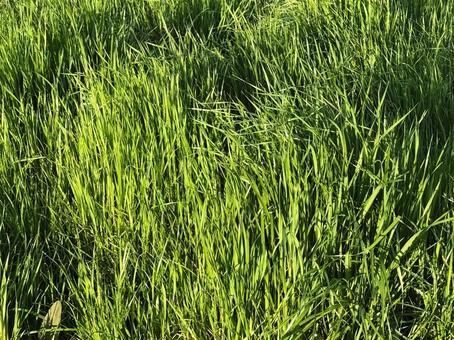 雑草 雑草の写真
