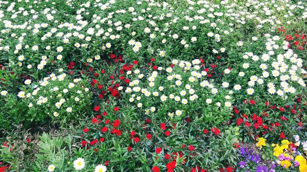 花壇 花壇の写真