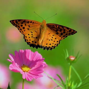 ツマグロヒョウモンの写真