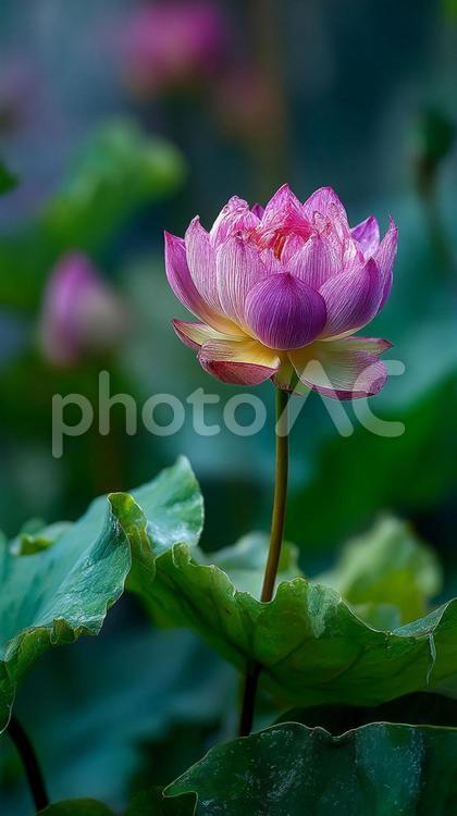 生命の息吹を感じる蓮の花 ハス,蓮,花の写真素材