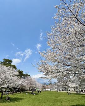 静岡市・駿府城公園の桜 静岡市・駿府城公園の桜の写真