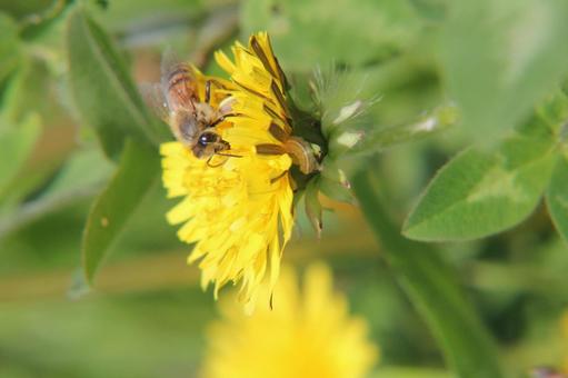 Dandelion bee close-up, JPG Dandelion bee close-up, JPG