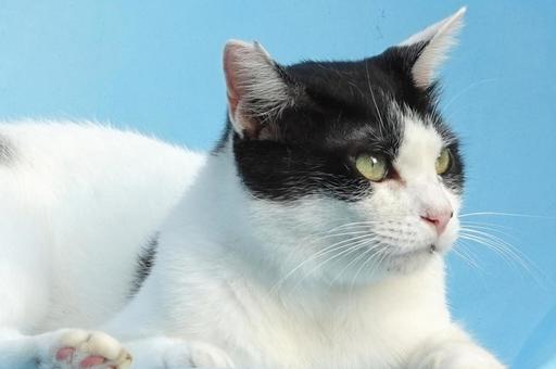 お気に入りの白黒猫 お気に入りの白黒猫の写真