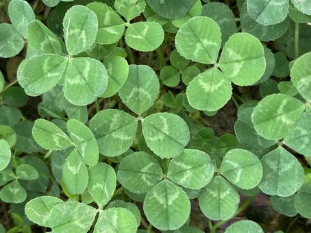 Clover, clover, green, natural, JPG