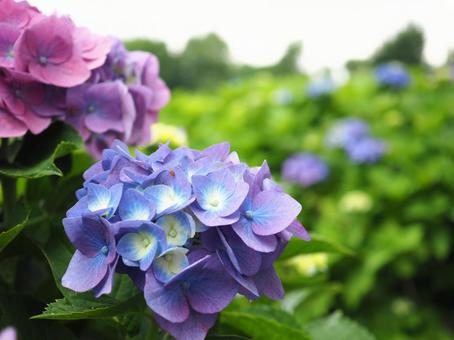 紫陽花 紫陽花の写真