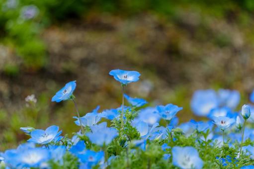 The lovely blue of nemophila, JPG The lovely blue of nemophila, JPG