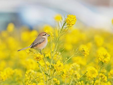 菜の花にモズ 菜の花にモズ モズ,百舌鳥,菜の花の写真素材