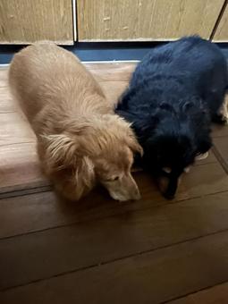 寄り添ってお昼寝 犬,動物,ミニチュアダックスフンドの写真素材