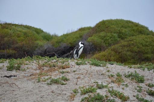 砂の上のケープペンギン　南アフリカ ケープペンギン,ペンギン,南アフリカの写真素材