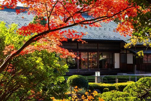 もみじ公園の秋(23) 秋,紅葉,モミジの写真素材