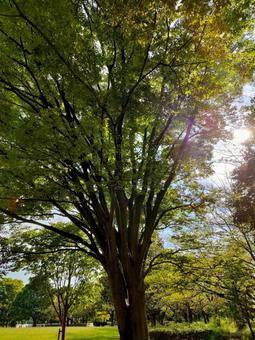 公園の木! 公園の木!の写真