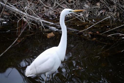 冬 川の中のシラサギ 2 ダイサギ,野鳥,生物の写真素材