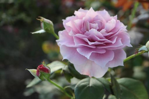 バラ園にて綺麗な薔薇を撮影しました バラ園にて綺麗な薔薇を撮影しましたの写真