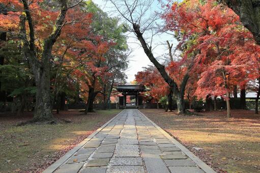 松戸市の東漸寺の秋の風景 松戸市東漸寺,東漸寺,東漸寺中雀門の写真素材