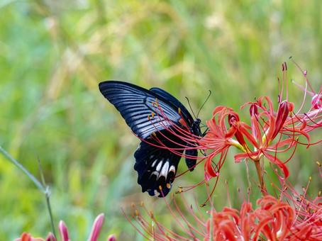 Black swallowtail butterfly dancing on red spider lilies, JPG Black swallowtail butterfly dancing on red spider lilies, JPG