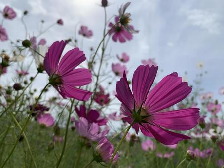 コスモスの写真