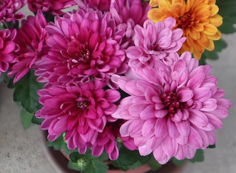 勝草 菊,花,flowerの写真素材