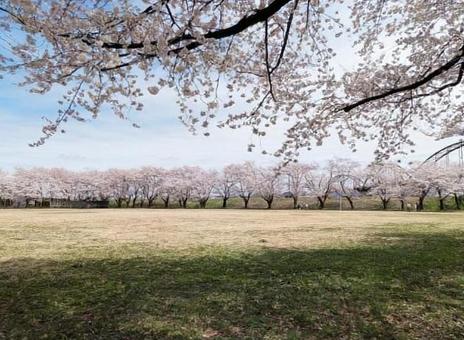 今宮公園4 今宮公園4 桜,広場,青空の写真素材
