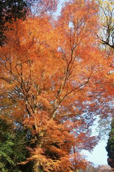 秋のオレンジ色の紅葉の背景3 紅葉,もみじ,秋の写真素材