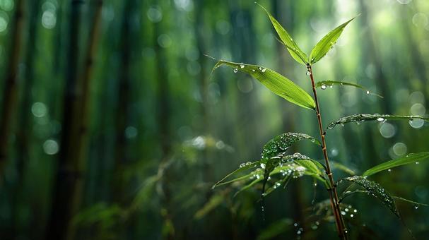 光が差し込む瑞々しい竹林 光が差し込む瑞々しい竹林の写真
