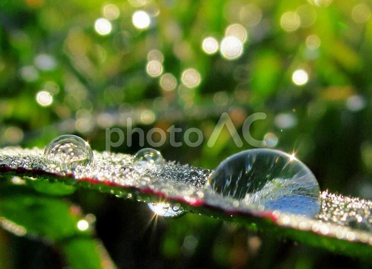 水滴と緑の葉と朝日Water drops 水滴,すいてき,waterの写真素材