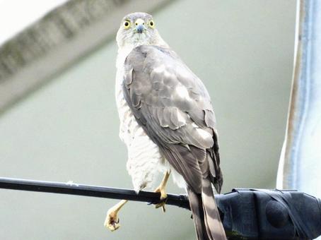 Photo, bird, wild bird, tsumi, 