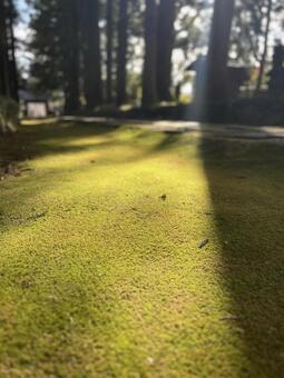 苔の庭に広がる影 苔,木々,木洩れ日の写真素材