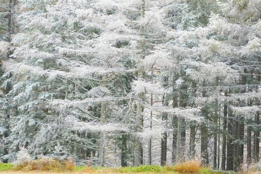 霧氷の森 霧氷の森の写真