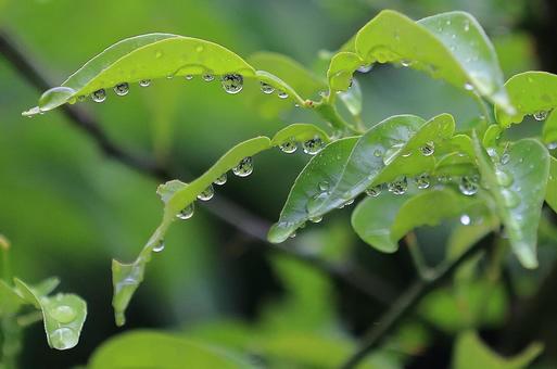 雨の雫 雨の雫 雨の雫,雨,雫の写真素材