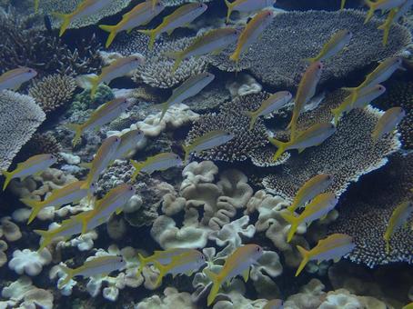 アカヒメジの群れ 海,魚,自然の写真素材