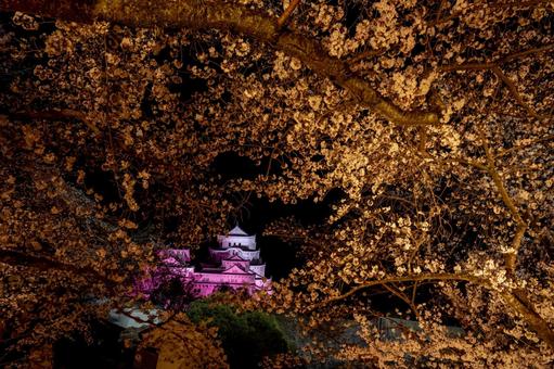 Himeji Castle surrounded by illuminated cherry blossoms, JPG
