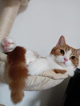 猫 猫の写真