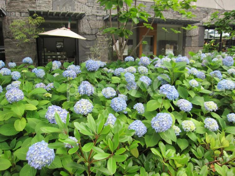 紫陽花（あじさい）出番前　その五 あじさい,紫陽花,梅雨の写真素材
