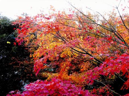 住宅街の公園で色付く初冬の紅葉 紅葉,木,樹木の写真素材