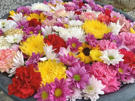 色鮮やかな花手水26 花手水,はなちょうず,手水舎の写真素材