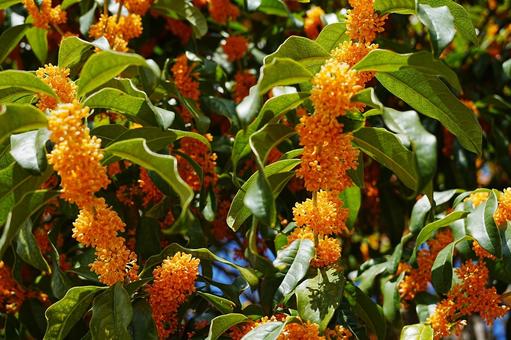 金木犀 金木犀,キンモクセイ,香りの写真素材