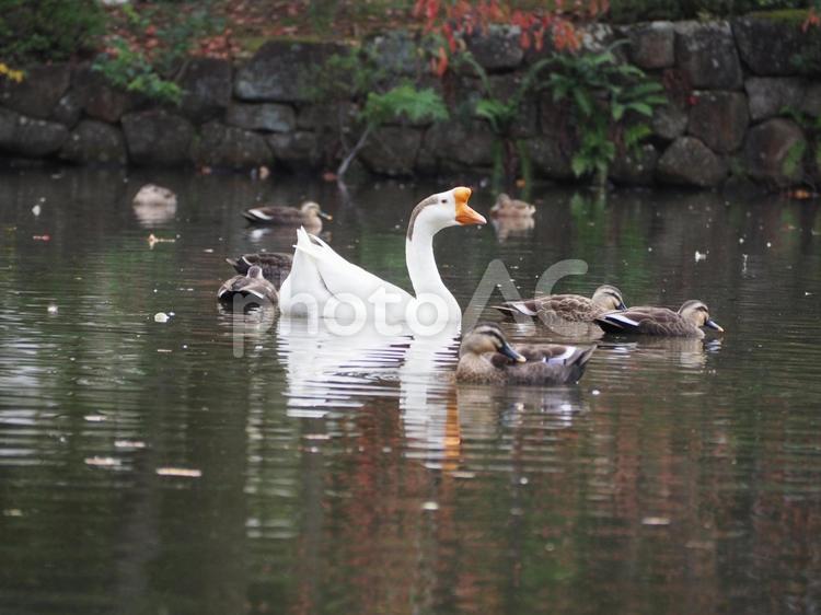 ガチョウとカルガモ ガチョウ,カルガモ,公園の写真素材