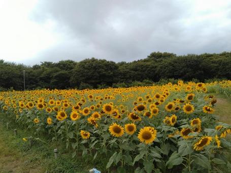 ひたち海浜公園のひまわり ひたち海浜公園のひまわりの写真