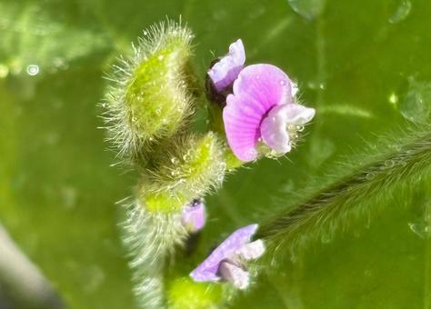 大豆の花 大豆の花の写真