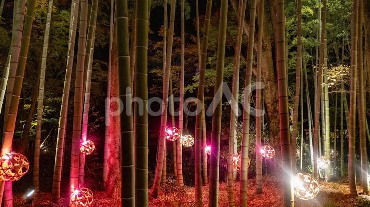 幻想的な竹林の夜灯り 竹林の小径,照明,静寂の写真素材