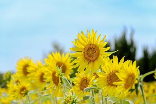 7月の青空に咲くひまわり 7月の青空に咲くひまわり 向日葵,7月,夏の写真素材