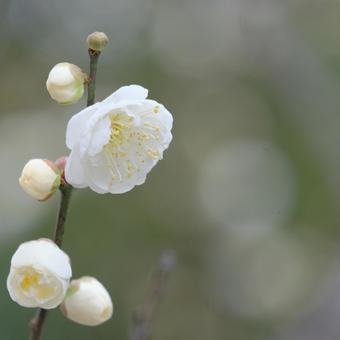 梅 梅,花,梅花の写真素材