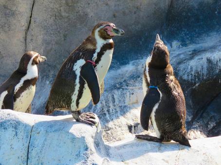 岩の上に立つフンボルトペンギン フンボルトペンギン,鳥類,福山市立動物園の写真素材
